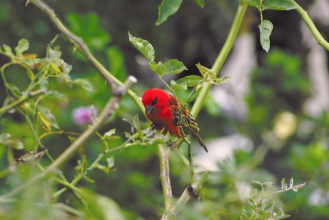 D4 00014 Cardinal (Oiseaux)